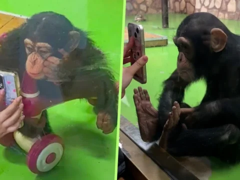 Шимпанзе из китайского зоопарка запретили смотреть короткие видео