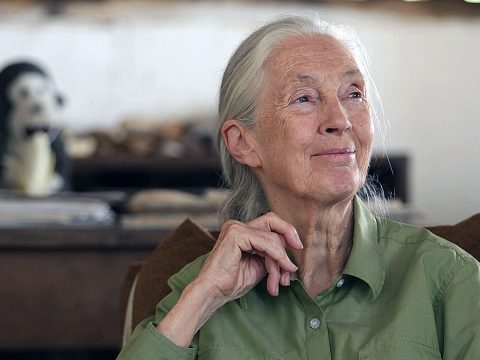 Послание Джейн Гудолл: у шимпанзе есть чувства, личность и культура