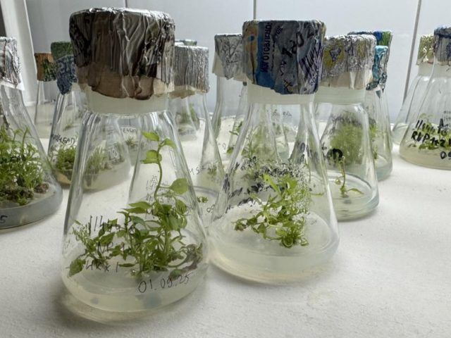 Петербургские ученые научились выращивать деревья, подходящие для аллергиков