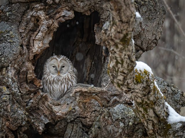 Находка дня: галерея с фотографиями невыспавшихся «похмельных» сов