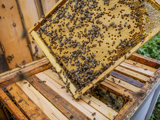 Ученые выяснили, почему пчелы совершают «дворцовые перевороты»