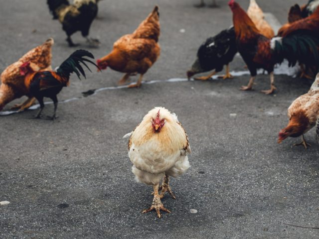 Находка дня: смешные высказывания ученых, якобы ответивших на один и тот же вопрос про умную курицу