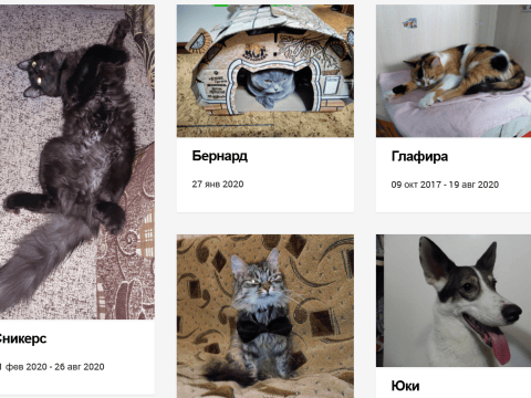 Сайт дня: виртуальное русскоязычное кладбище домашних животных