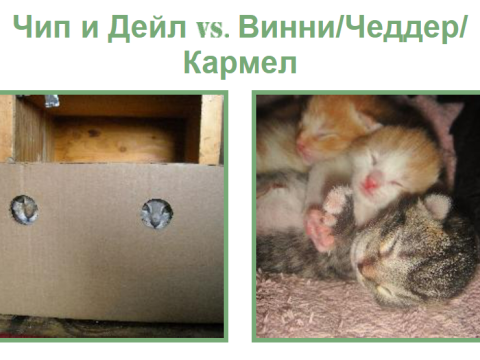 Сайт дня: голосовать за лучшие фотографии котов и кошек из разных стран