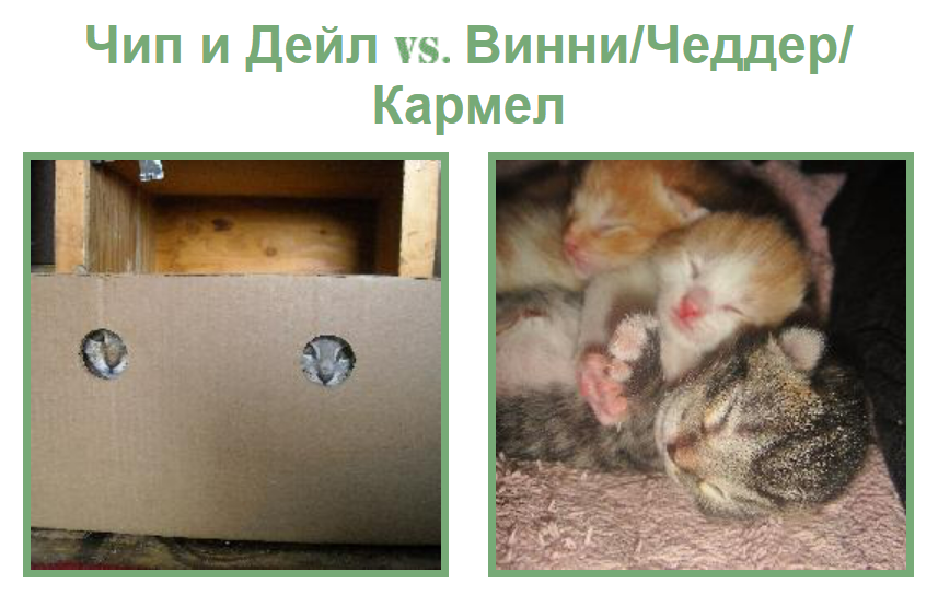 Сайт дня: голосовать за лучшие фотографии котов и кошек из разных стран
