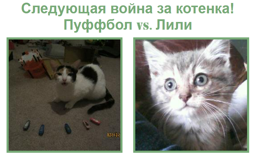 котята, голосование за котят, странные сайты