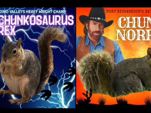 В Техасе прошла Неделя толстых белок — конкурс на определение самого упитанного зверька