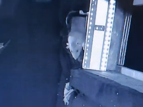 Исследование: как бурые крысы охотятся на летучих мышей