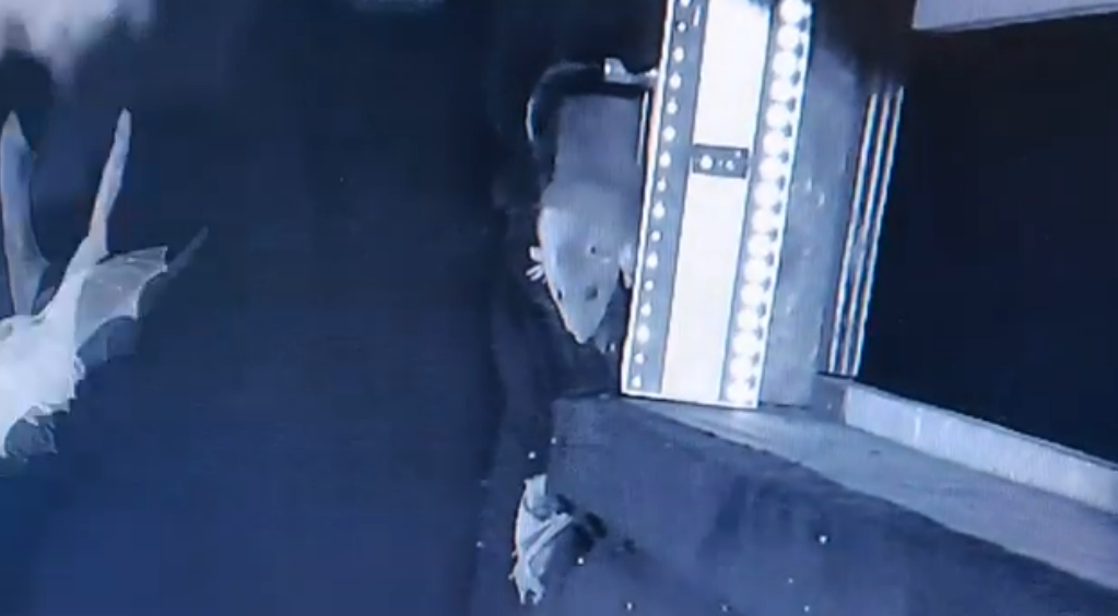 охота крыс на летучих мышей