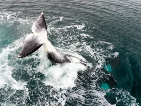 Исследование: почему киты живут сотни лет и смогут ли люди позаимствовать секреты их долголетия