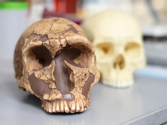 Исследование: развитие интеллекта у древних людей может быть связано с массовым отравлением свинцом