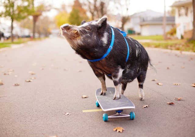 Свин Норберт научился кататься на скейтборде и попал в Книгу рекордов Гиннесса