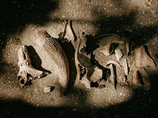 Раскол в генах: когда на самом деле возникло разделение Европы на Западную и Восточную