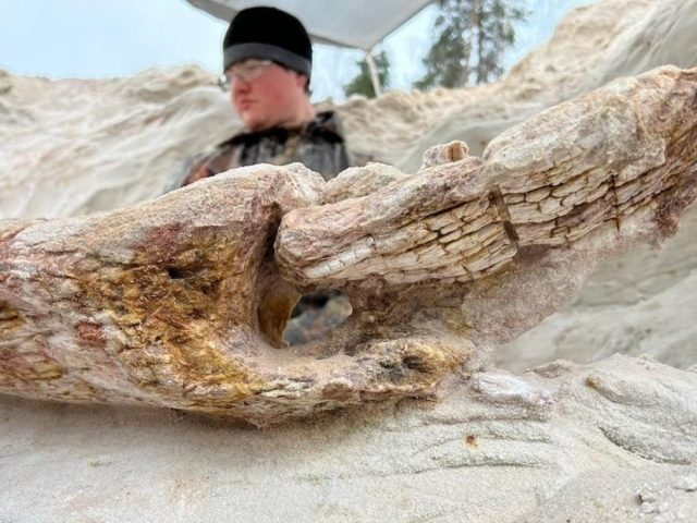 В Ленинградской области обнаружили дерево, приблизительный возраст которого — 385 миллионов лет