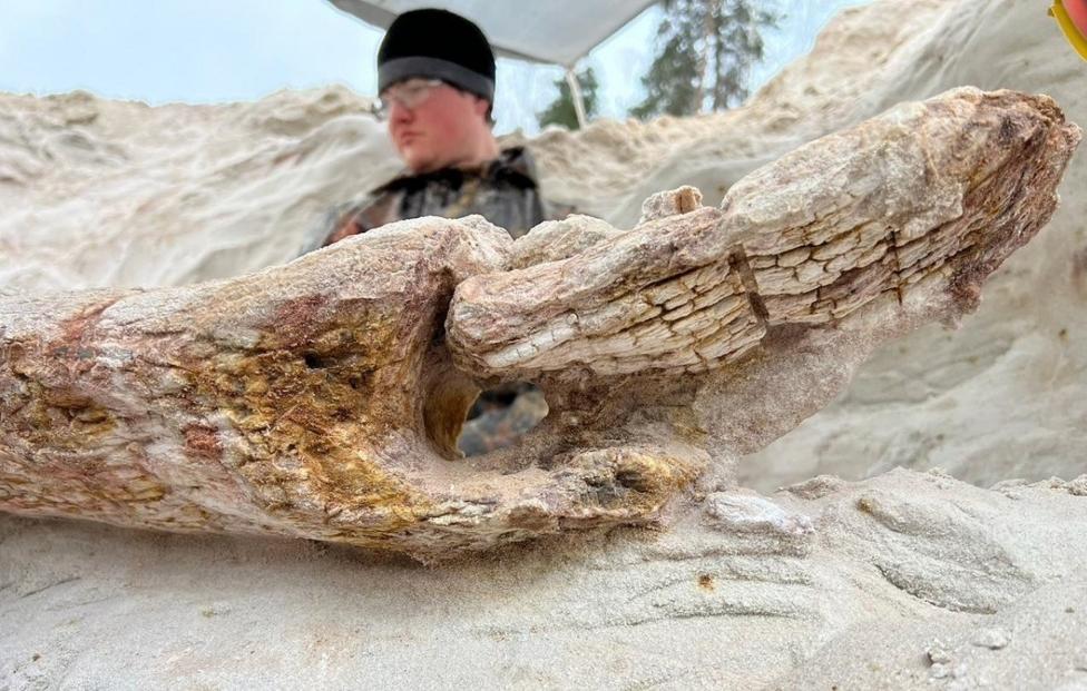 древнее дерево нашли ученые СПбГУ