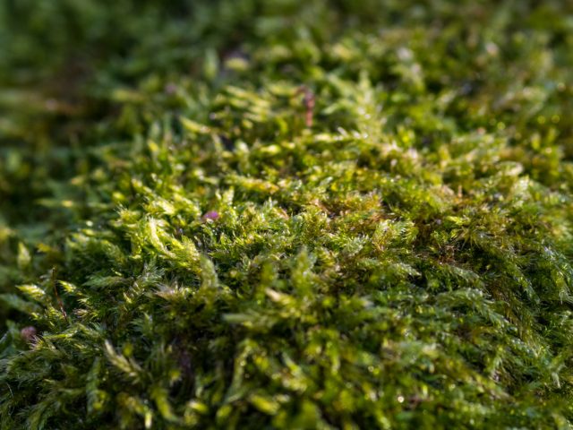 Ученые узнали, что мох может выживать в открытом космосе более 200 дней