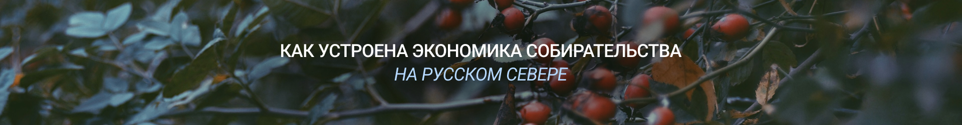 Ягоды-Билборд