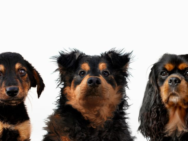 Исследование: породы собак сформировались не только в результате селекции