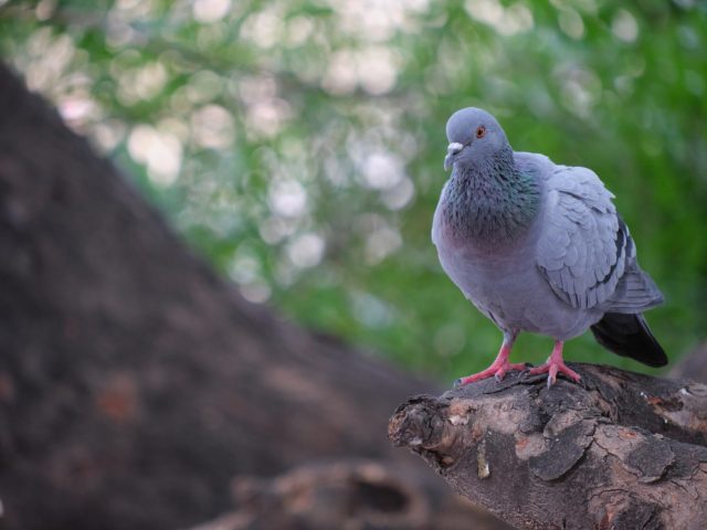 Исследование: где именно в теле голубя спрятан природный «компас»