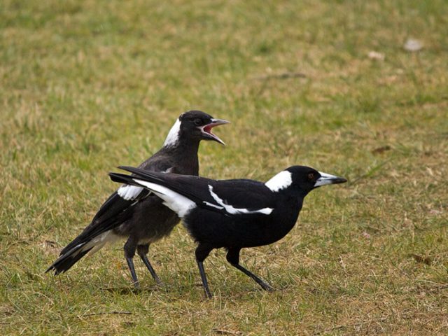 Исследование: вороны-свистуны с тяжелым детством оказались умнее сородичей-ровесников
