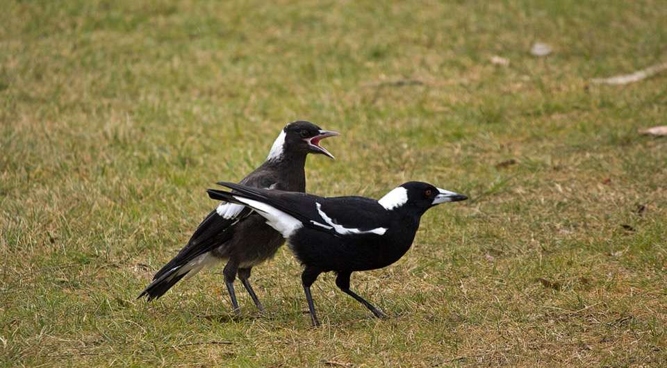 вороны с тяжелым детством, трудное детство закаляет