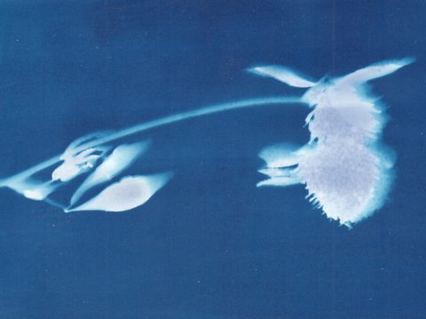 Аура снимка: почему пленочная фотография возрождается