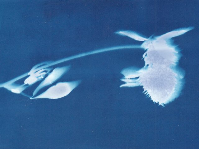 Аура снимка: почему пленочная фотография возрождается