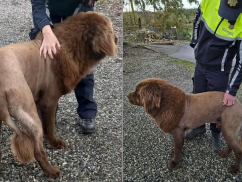 Жители ирландского поселка подняли тревогу из-за «льва», который оказался собакой с необычной стрижкой