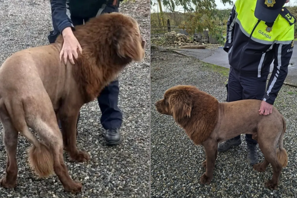 собака в Ирландии, смешная новость, перепутали собаку с львом