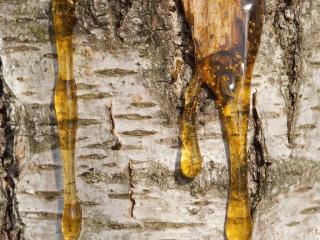 Ученые обнаружили кусок березовой «жвачки» из каменного века