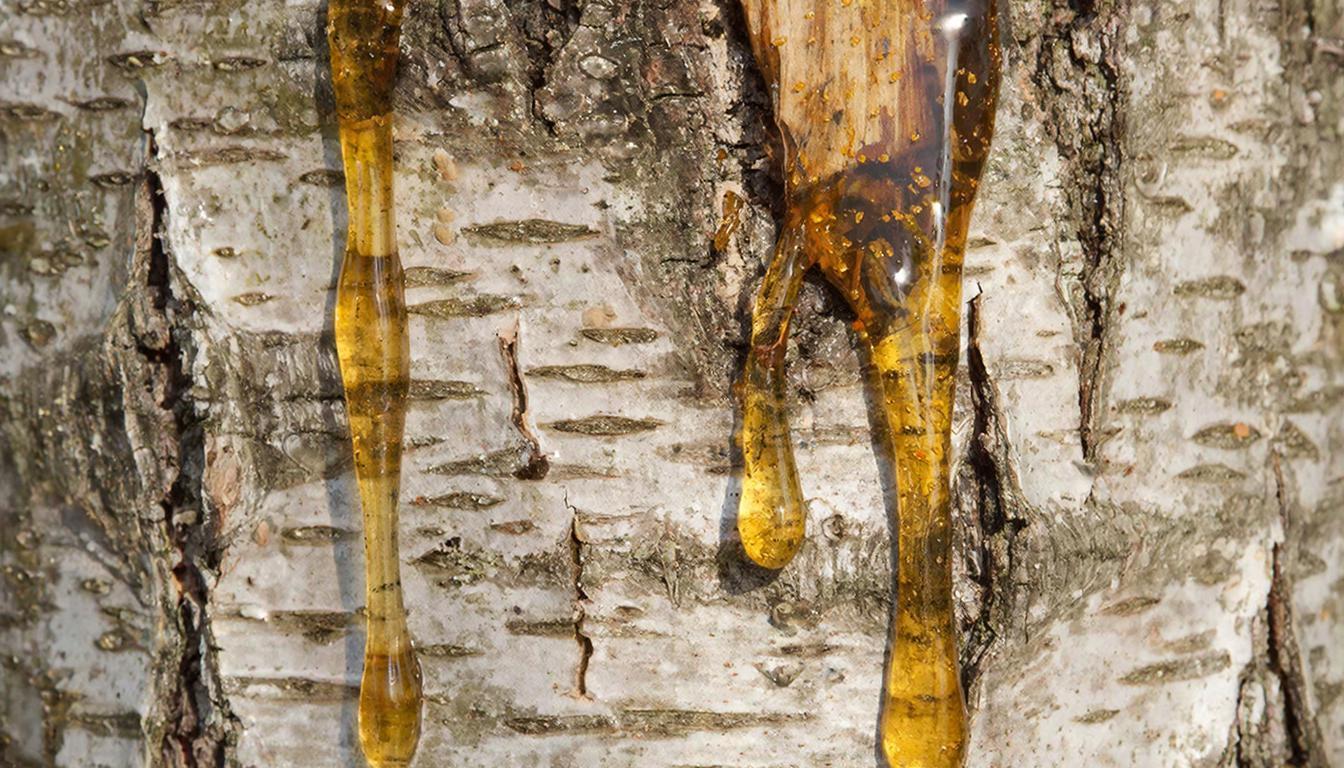 люди каменного века жевали березовую смолу