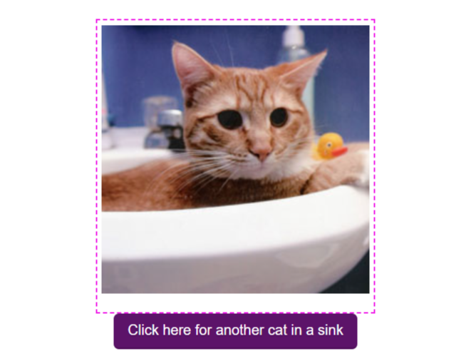коты в раковинах, фото котов