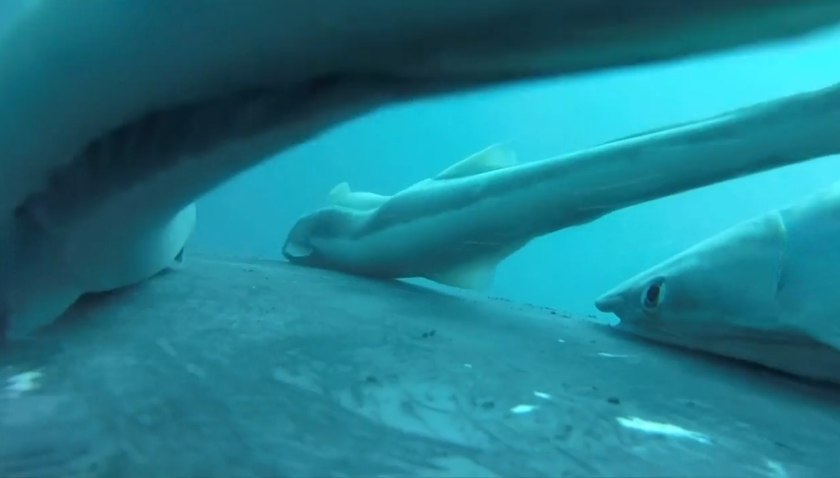 горбатые киты и рыбы-прилипалы