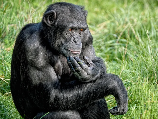 Ученые обнаружили, что шимпанзе могут пересматривать свои «убеждения»