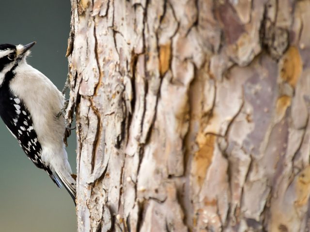Исследование: кряхтение дятлов во многом похоже на крики теннисистов