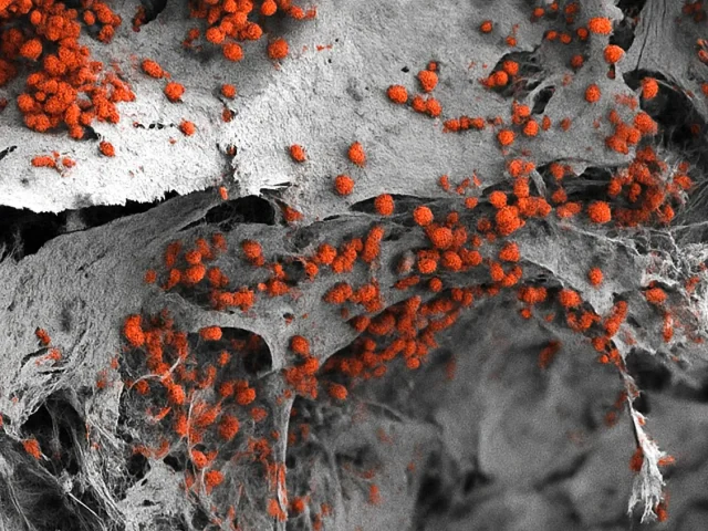 Ученые впервые создали подробную миниатюрную копию костного мозга человека