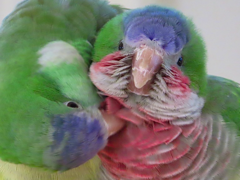 Исследование: попугаи-монахи постепенно привыкают к новым «друзьям»