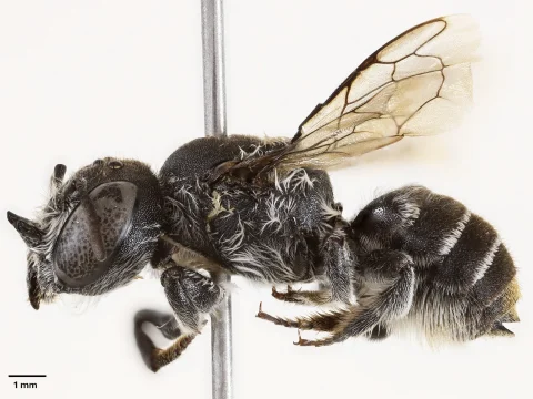 Ученые описали новый вид пчел с «дьявольскими» рогами