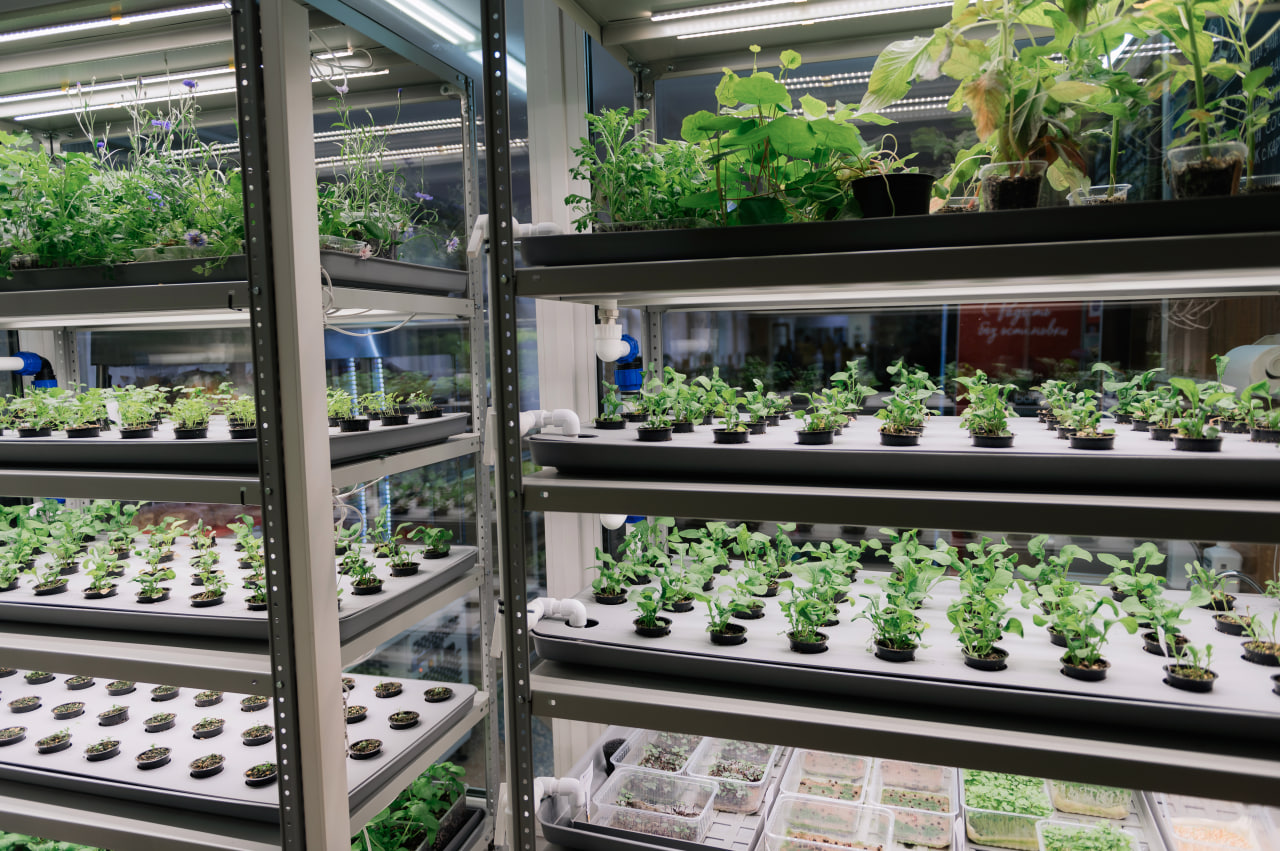 теплица, зелень, микрозелень, рассада