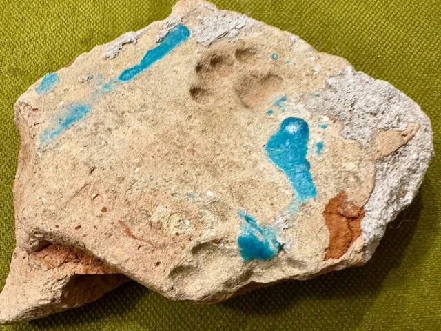 Российские ученые запечатлели отпечаток лапы средневековой кошки