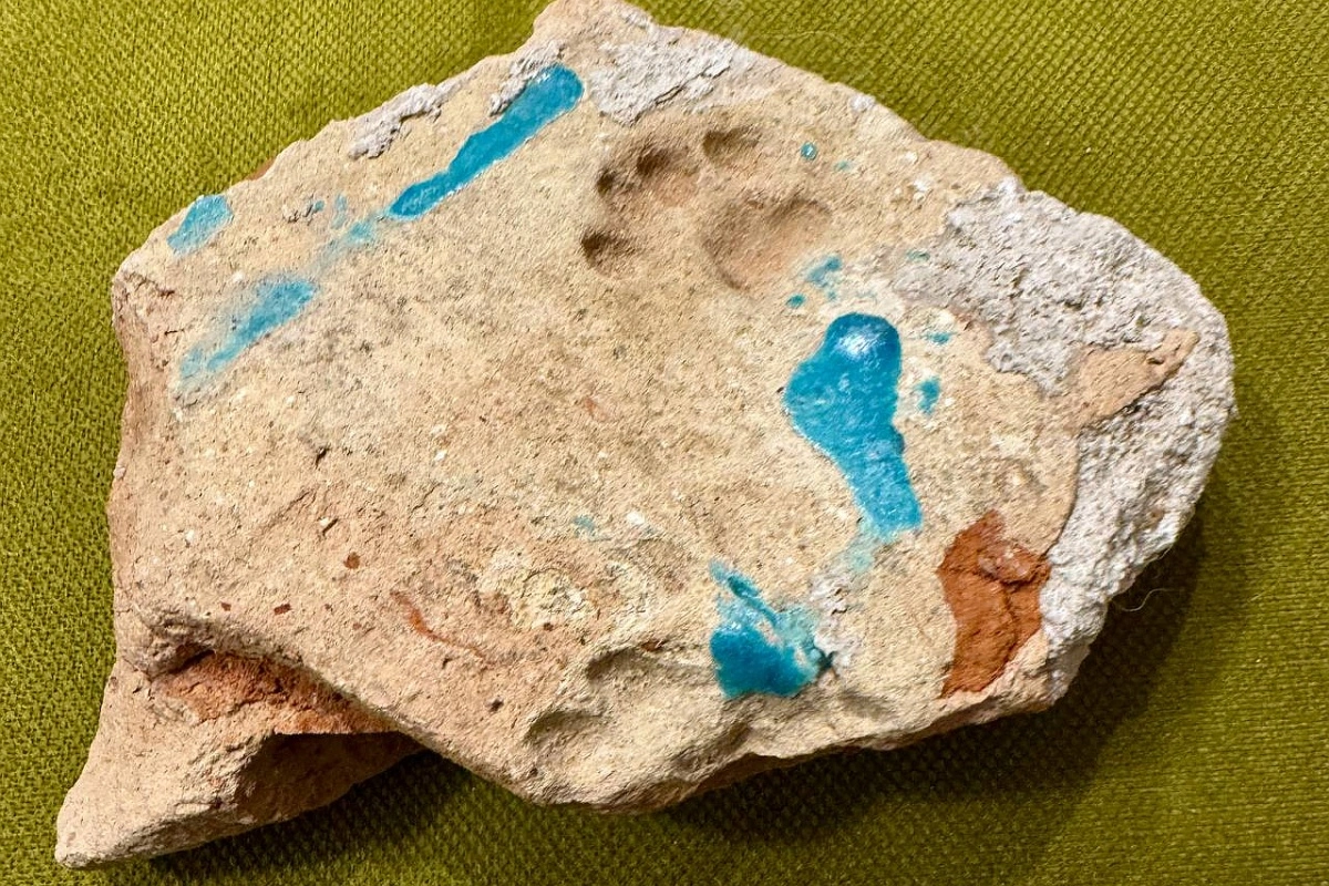 отпечаток лапы средневековой кошки, археологи в Астраханской области, ААЭ