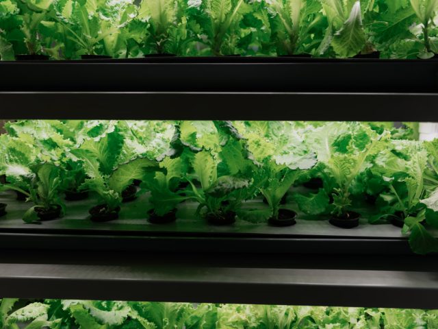 Тонкое искусство: что такое культура осознанного питания и почему оно востребовано у молодежи