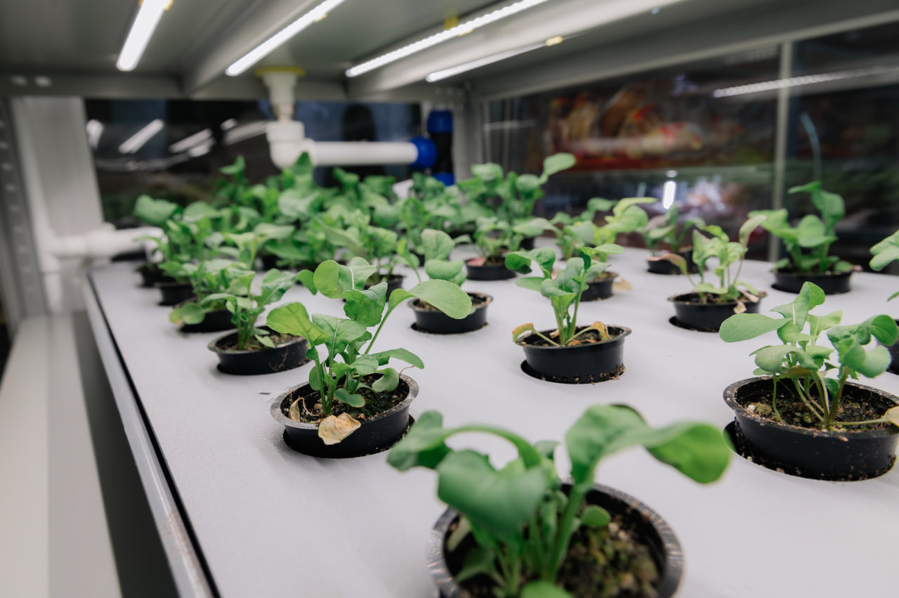 зелень, микрозелень, растения, рассада