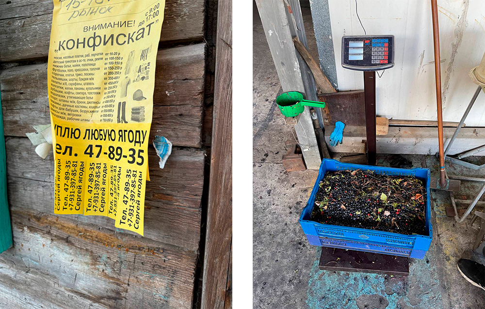 пункт приема ягод