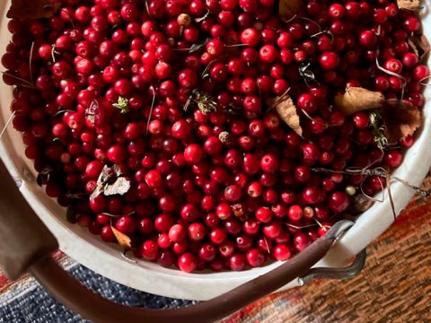 Ягоды-грибочки: как устроена экономика собирательства на Русском Севере