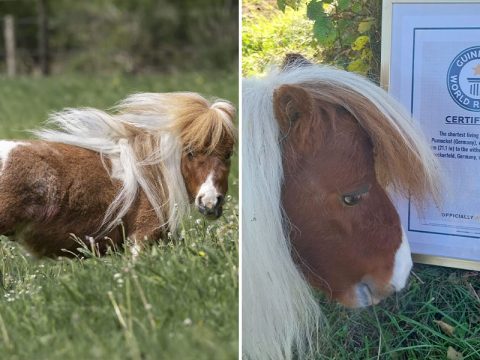 Жеребца-«иппотерапевта» из Германии назвали самым маленьким конем на планете