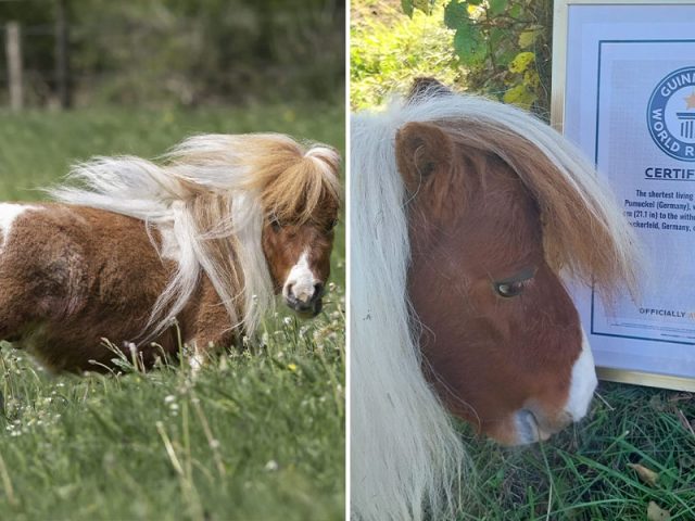 Жеребца-«иппотерапевта» из Германии назвали самым маленьким конем на планете