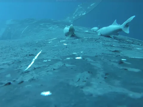 Ученые запечатлели «катание» рыб-прилипал на спине кита