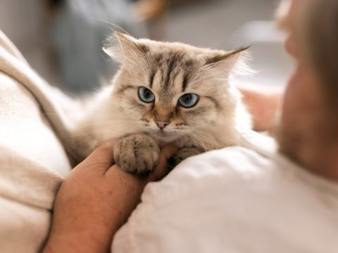 Исследование: кошки мяукают громче, когда видят хозяина мужского пола
