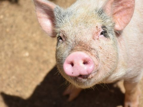 Ученые из НовГУ выявили диалектные слова, которыми новгородские крестьяне называли домашних питомцев и скот